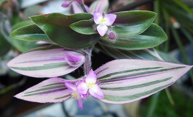 традесканция блоссфельда традесканция блоссфельда