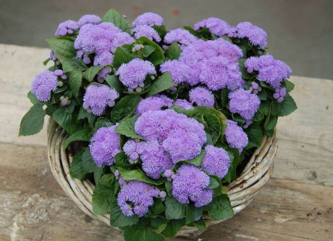 агератум выращивание из семян агератум выращивание из семян