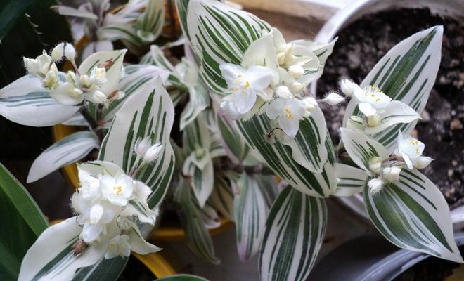 Albovittata Albovittata