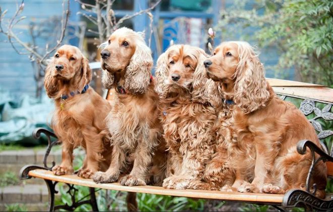 английский кокер спаниель рыжий английский кокер спаниель рыжий