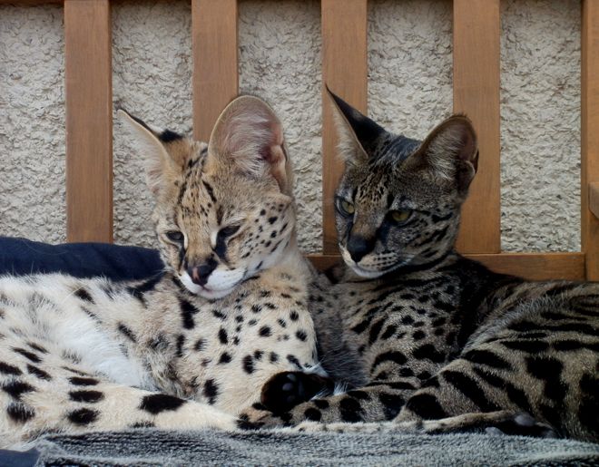 ашера и сервал отличия ашера и сервал отличия