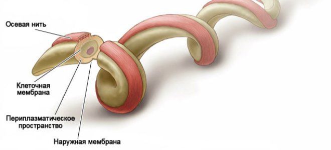 бледная спирохета бледная спирохета