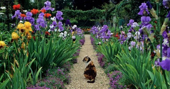 Бородатые ирисы сорта Бородатые ирисы сорта