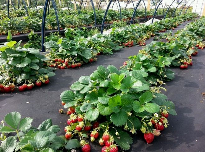 чем мульчировать клубнику весной для лучшего урожая чем мульчировать клубнику весной для лучшего урожая