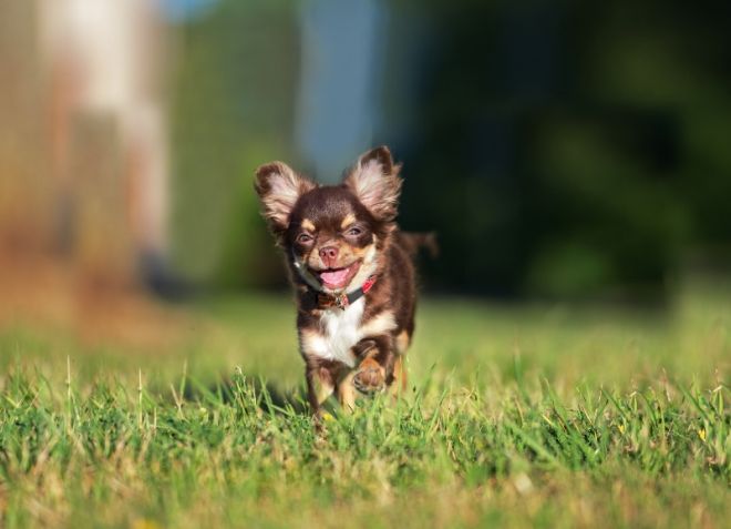 чихуахуа чихуахуа