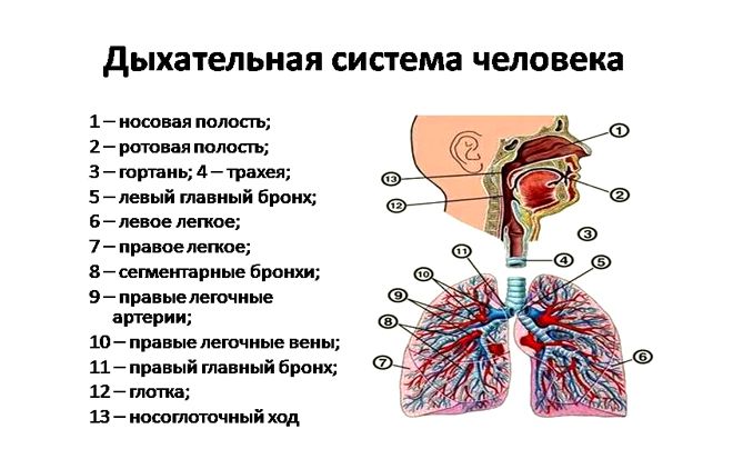 что за врач пульмонолог что за врач пульмонолог