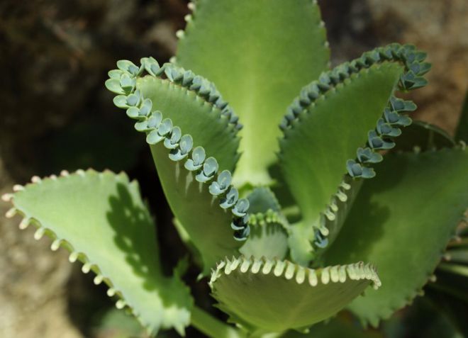 цветок каланхоэ дегремона цветок каланхоэ дегремона