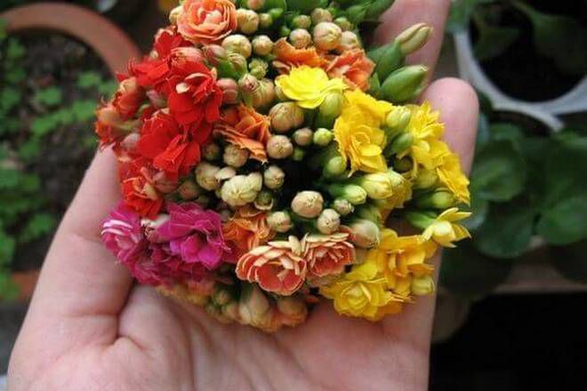 цветок каланхоэ каландива описание цветок каланхоэ каландива описание