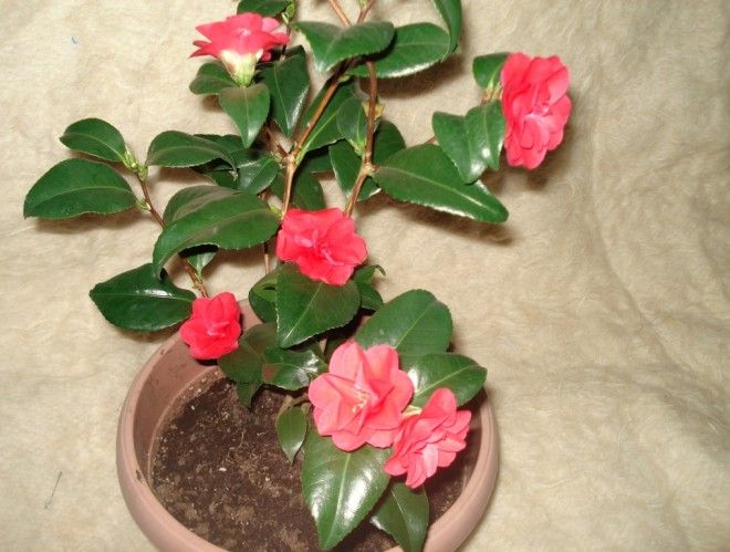 цветок камелия можно ли держать дома цветок камелия можно ли держать дома