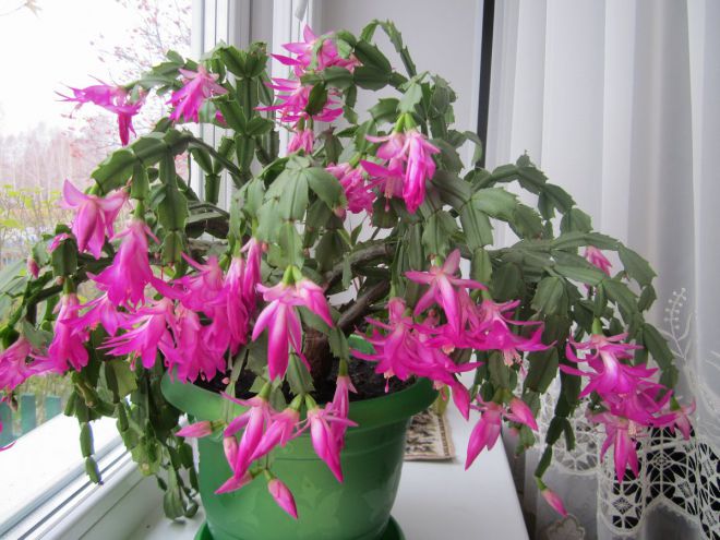 Декабрист - пересадка и уход в домашних условиях Декабрист - пересадка и уход в домашних условиях