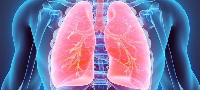 Где находятся легкие у человека Где находятся легкие у человека