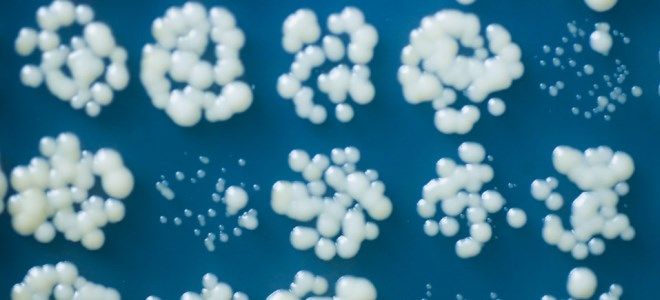 грибок кандида на ногах грибок кандида на ногах