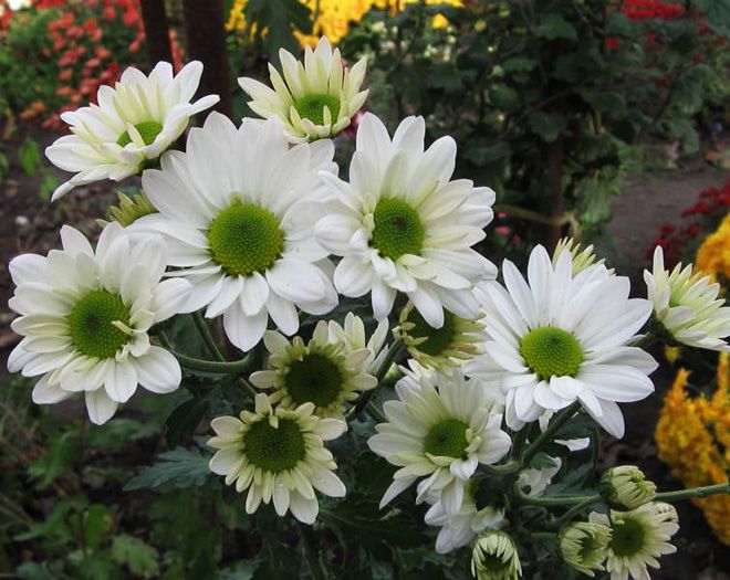 хризантема кустовая бакарди хризантема кустовая бакарди