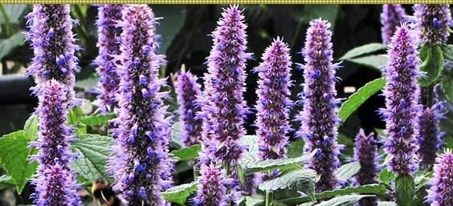 иссоп описание иссоп описание