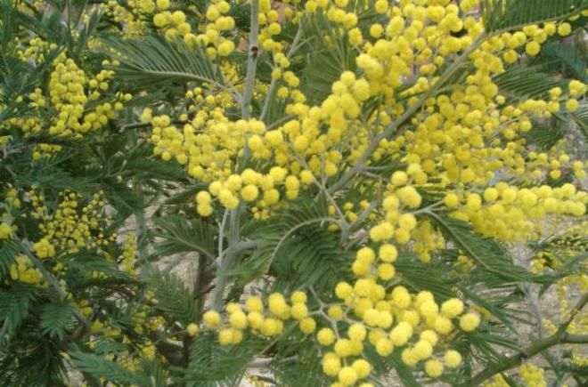 как растет мимоза в домашних условиях как растет мимоза в домашних условиях