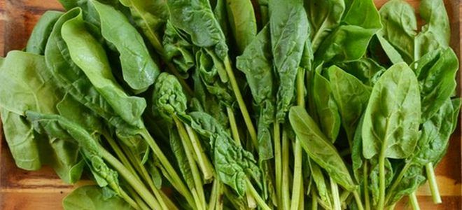 как сохранить шпинат свежим на зиму как сохранить шпинат свежим на зиму