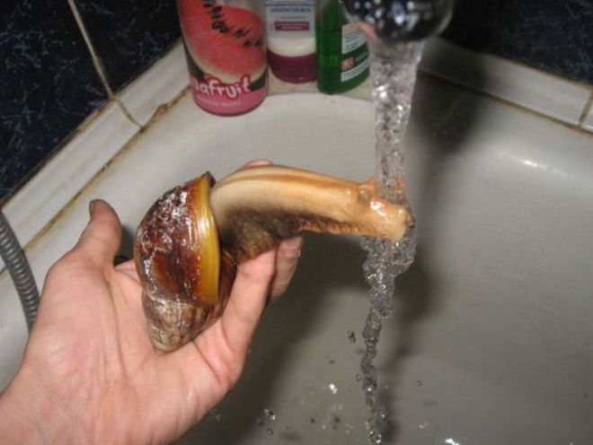 Как ухаживать за ахатинами в домашних условиях Как ухаживать за ахатинами в домашних условиях