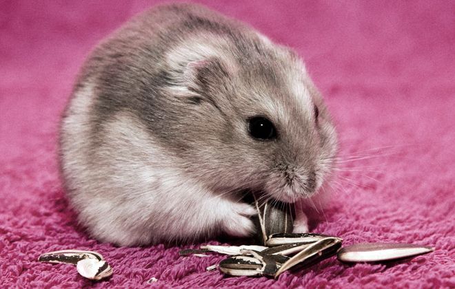 как выглядит джунгарский хомяк как выглядит джунгарский хомяк