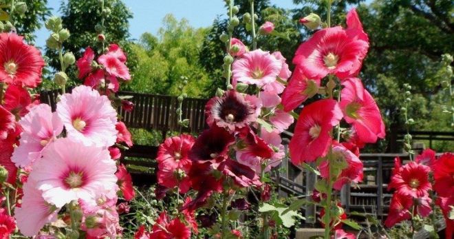 Как выглядит мальва Как выглядит мальва