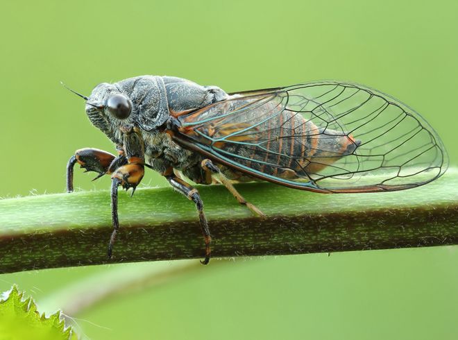 Как выглядит насекомое цикада Как выглядит насекомое цикада