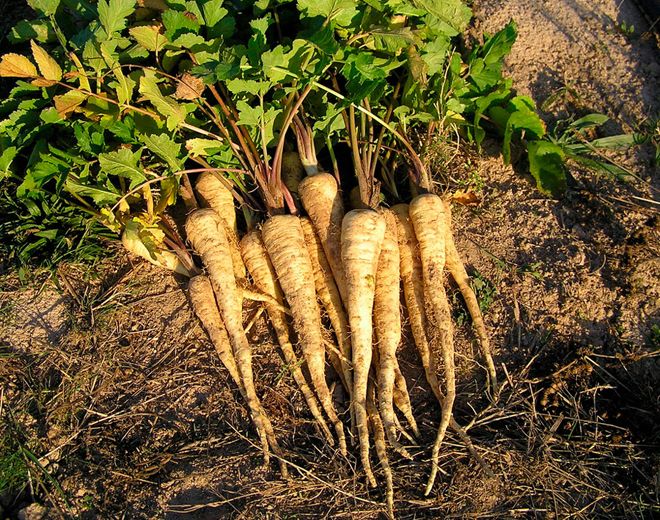 Как выглядит растение пастернак Как выглядит растение пастернак