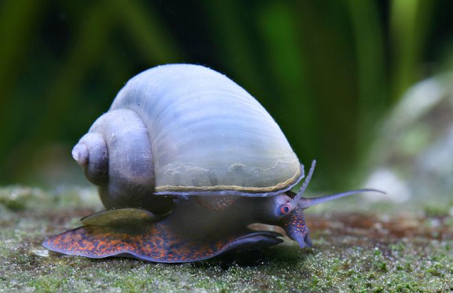 как выглядит улитка ампулярия как выглядит улитка ампулярия