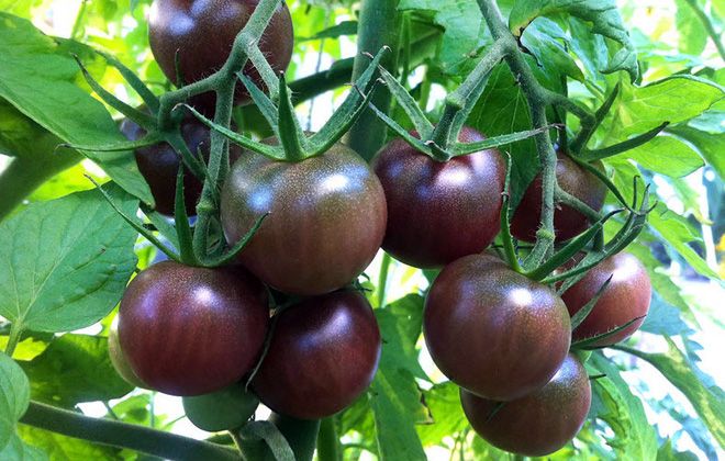как выглядят помидоры черный принц как выглядят помидоры черный принц