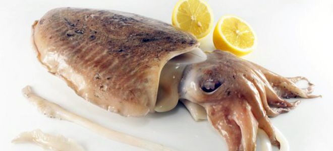 каракатица что это каракатица что это