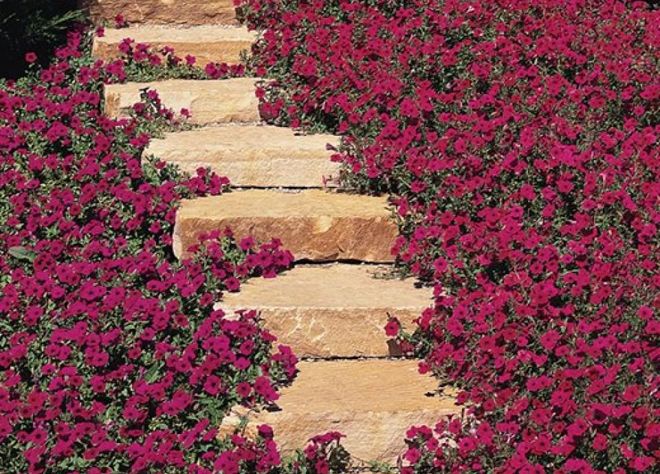 каскадные сорта каскадные сорта