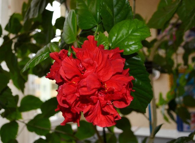 китайская роза приметы китайская роза приметы