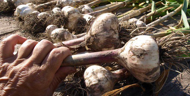 Когда нужно выкапывать чеснок Когда нужно выкапывать чеснок