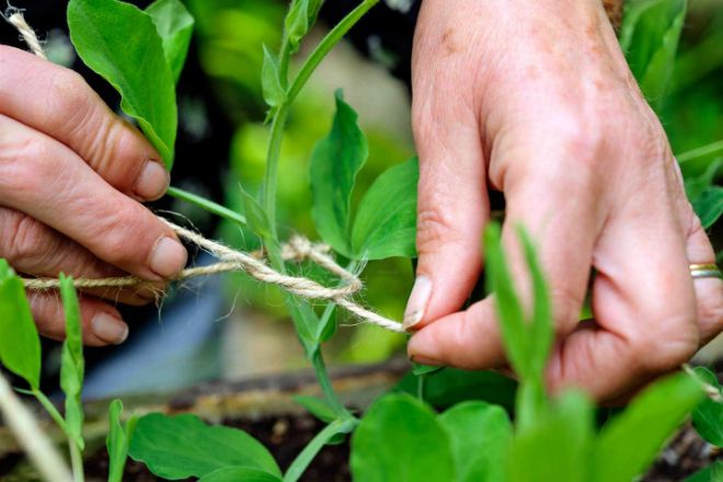 когда подвязывать горох когда подвязывать горох