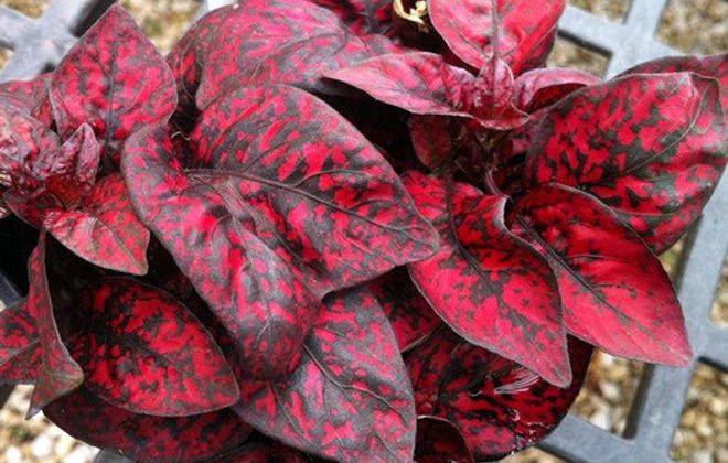 кроваво красный кроваво красный