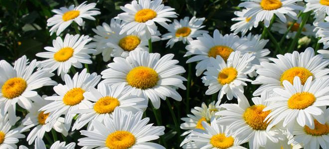 лечебные свойства ромашки аптечной лечебные свойства ромашки аптечной