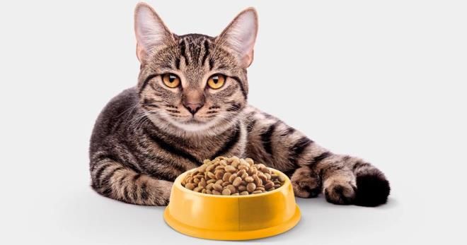 лечебный корм для кошек уринари лечебный корм для кошек уринари