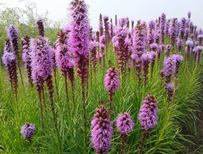 лиатрис колосковый описание лиатрис колосковый описание