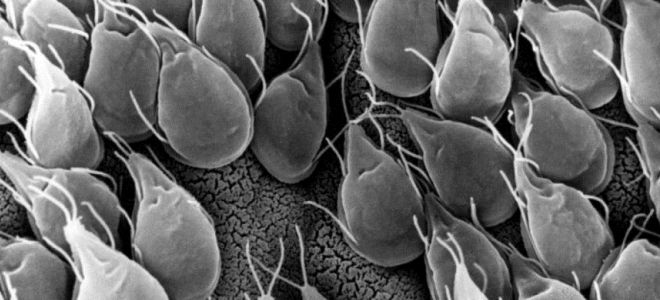 лямблии у взрослых лямблии у взрослых