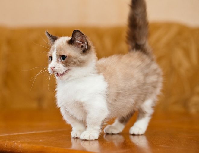 манчкин история породы манчкин история породы