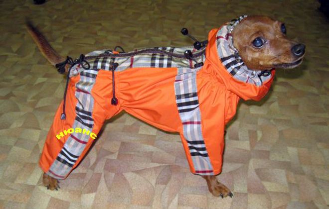 мини доберман пинчер мини доберман пинчер