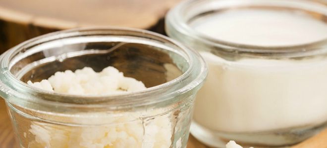 молочный гриб полезные свойства и противопоказания молочный гриб полезные свойства и противопоказания