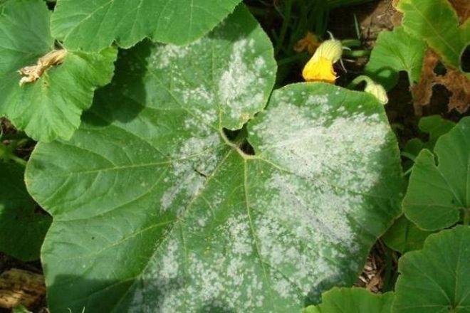 фото1 Мучнистая роса