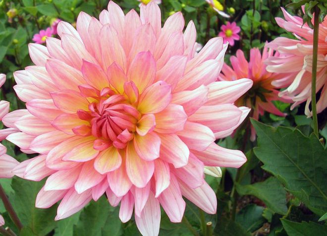 нимфейный сорт георгин нимфейный сорт георгин