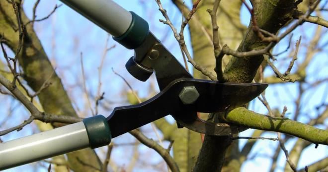 нужно ли обрезать вишню осенью нужно ли обрезать вишню осенью