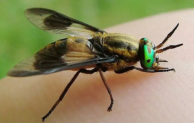 описание насекомого овод описание насекомого овод