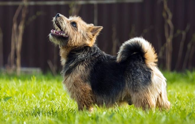 описание породы норвич терьер описание породы норвич терьер