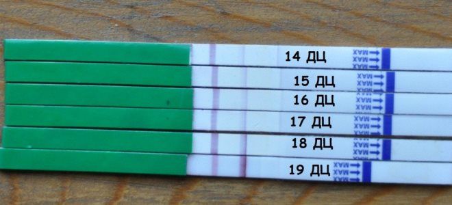 определение овуляции определение овуляции