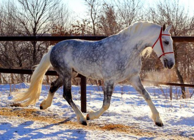 орловские рысаки история породы орловские рысаки история породы