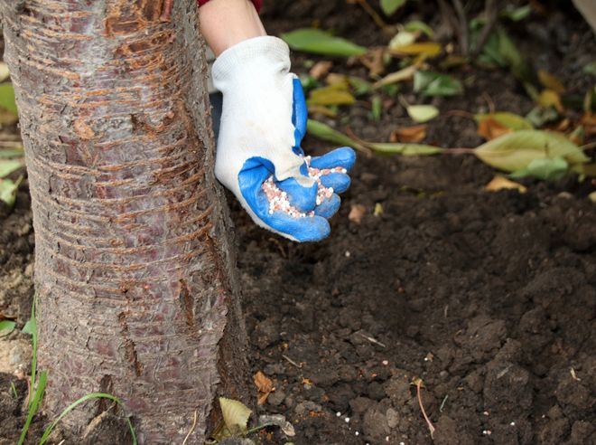 подкормка старых яблонь осенью подкормка старых яблонь осенью