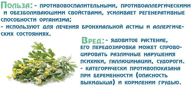 фото1 польза и вред полыни