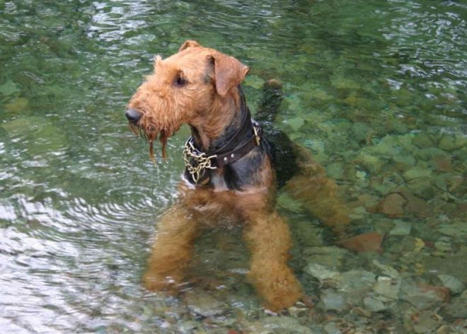 порода собак эрдельтерьер порода собак эрдельтерьер